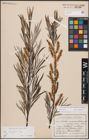 Foto von Salix eleagnos subsp. angustifolia (Cariot) Rech. f.